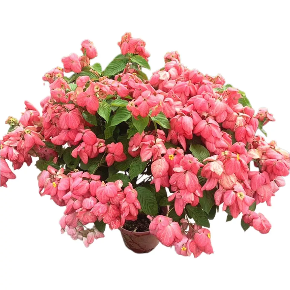 Mussaenda Philippica – Pink