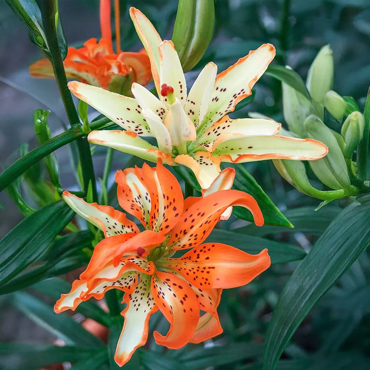 Must See Lily