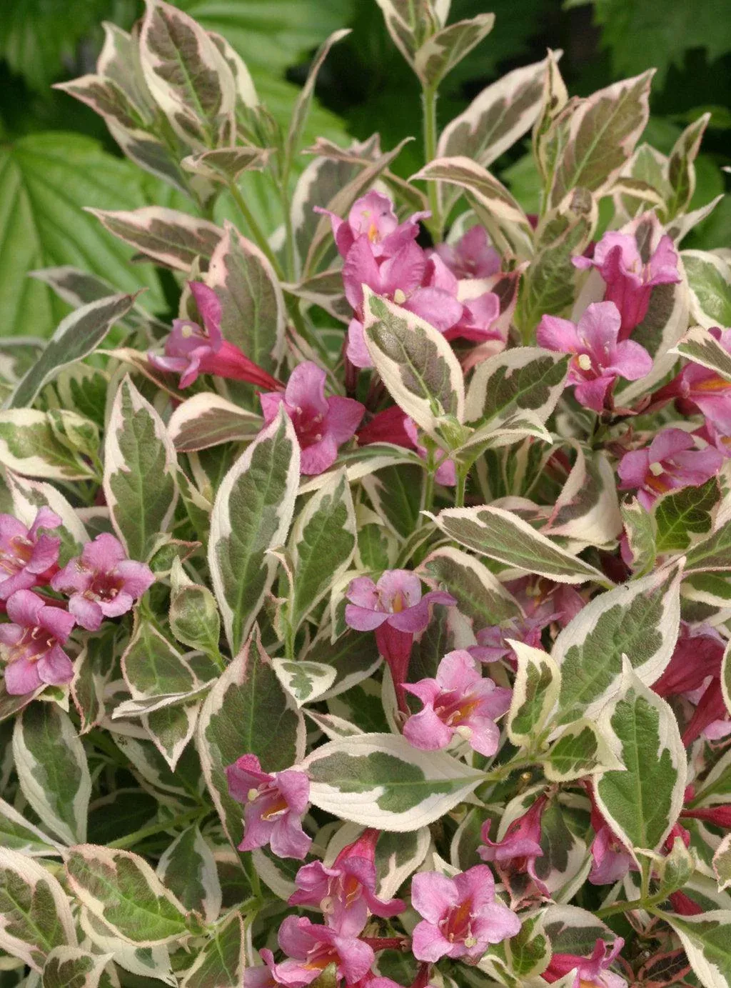 My Monet Weigela