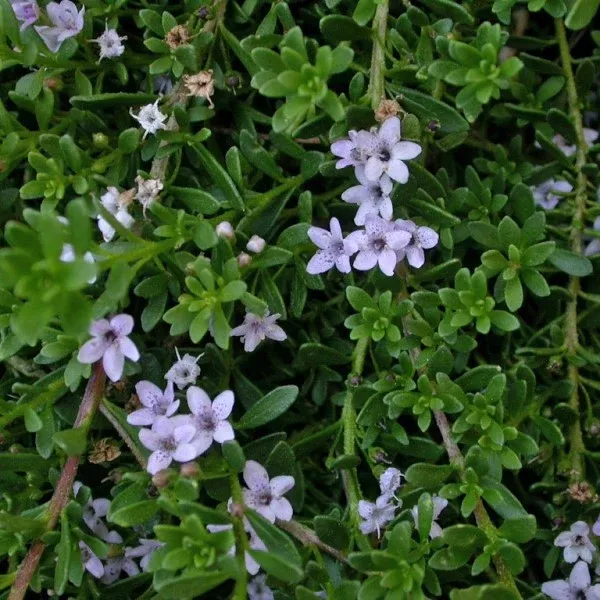 Myoporum Pink