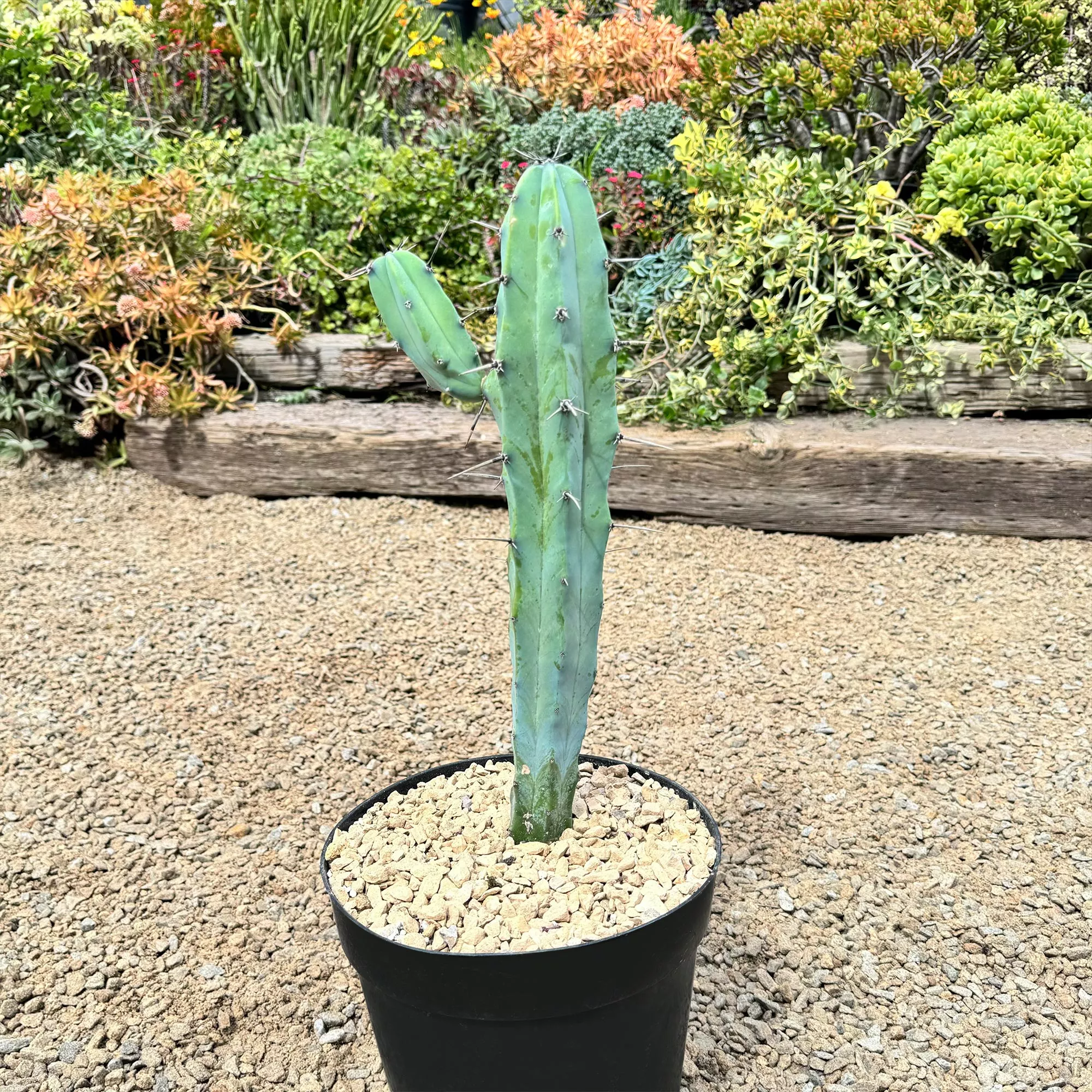 Myrtillocactus
