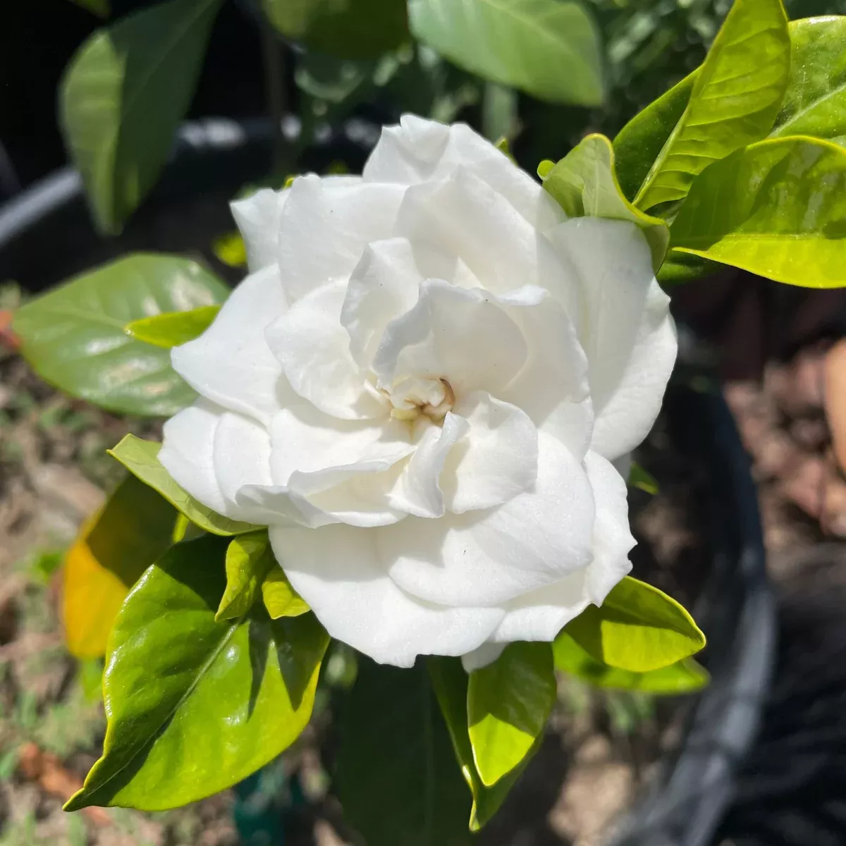 Mystery Gardenia