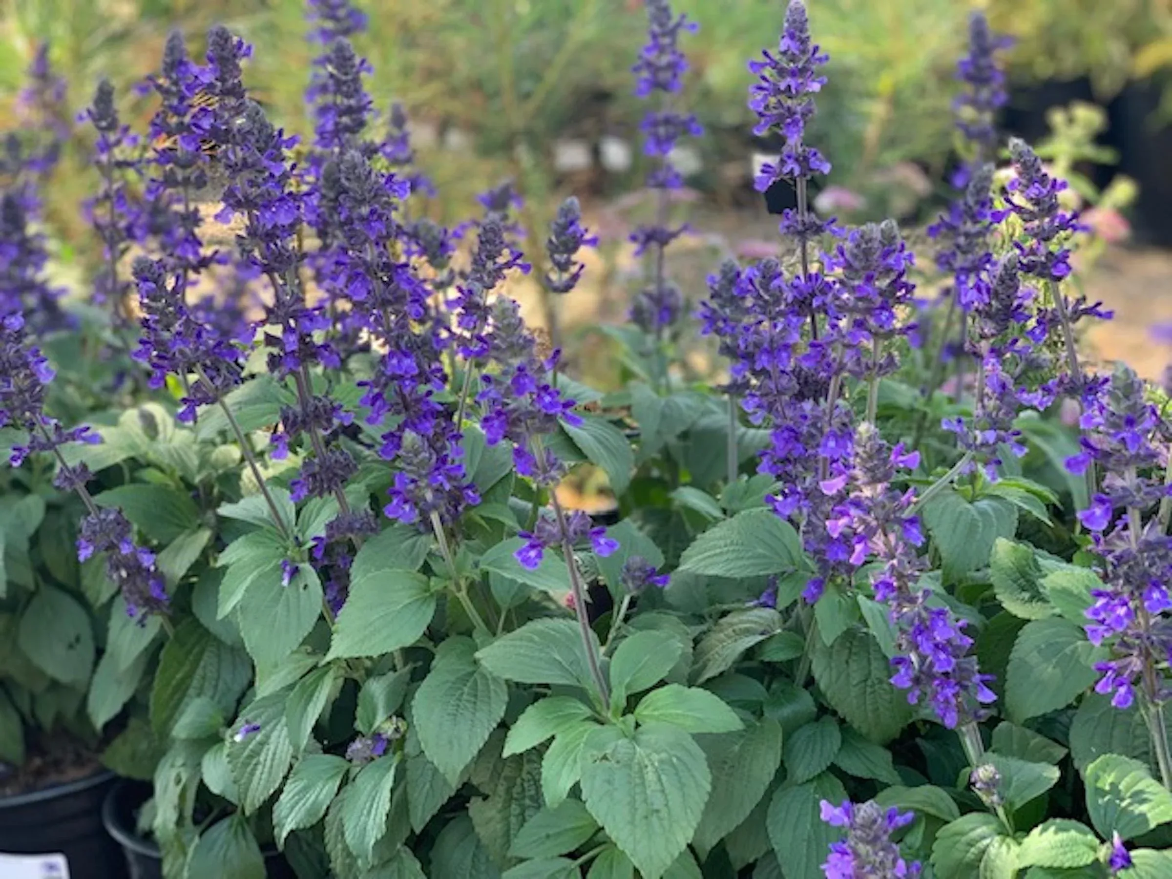 Mystic Spires Salvia