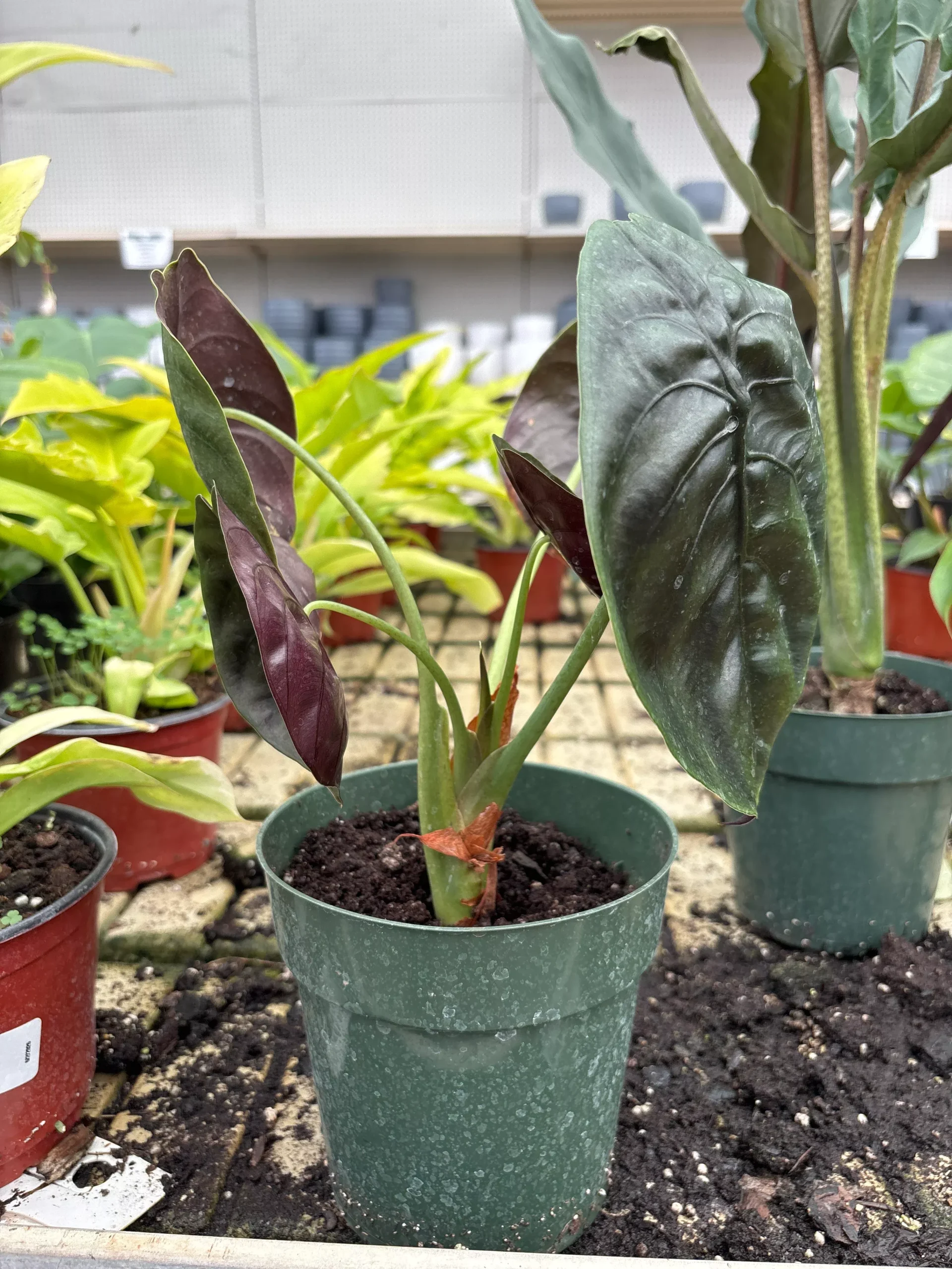 Mythic™ Red Secret Jewel Alocasia -Mythic™ Red Secret Jewel Alocasia - 6" Potted Houseplant