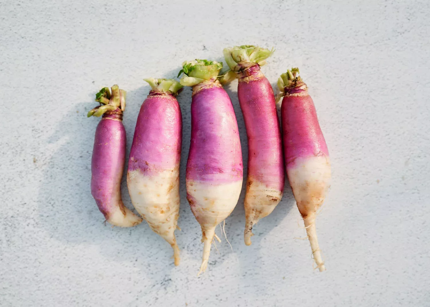 Nabo Roxo Comprido - Turnip Seeds