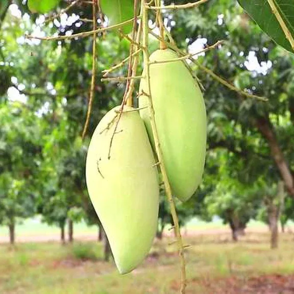 Nam Doc Mai Mango