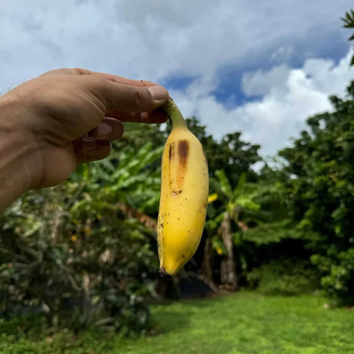 Nam Wah Banana