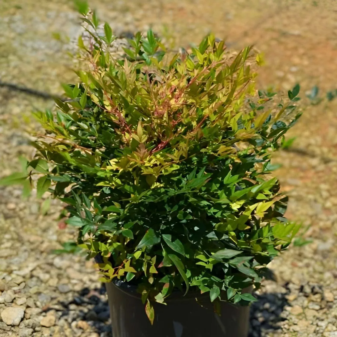 Nandina domestica 'Gulf Stream'- Gulf Stream Heavenly Bamboo