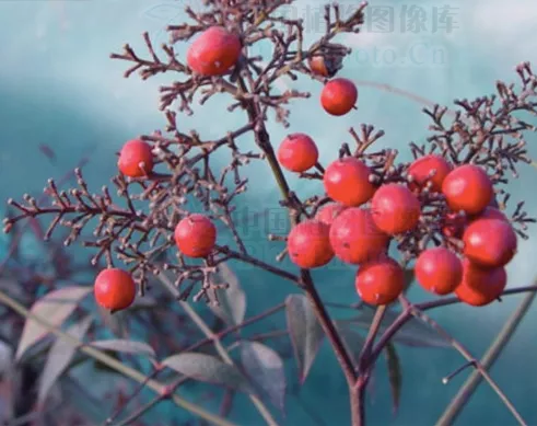 Nandina domestica seeds