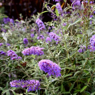 Nanho Blue Butterfly Bush