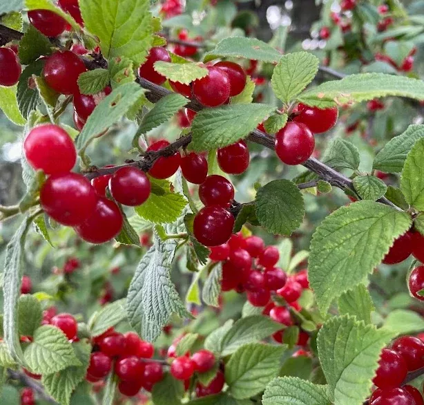 Nanking Cherry Seeds