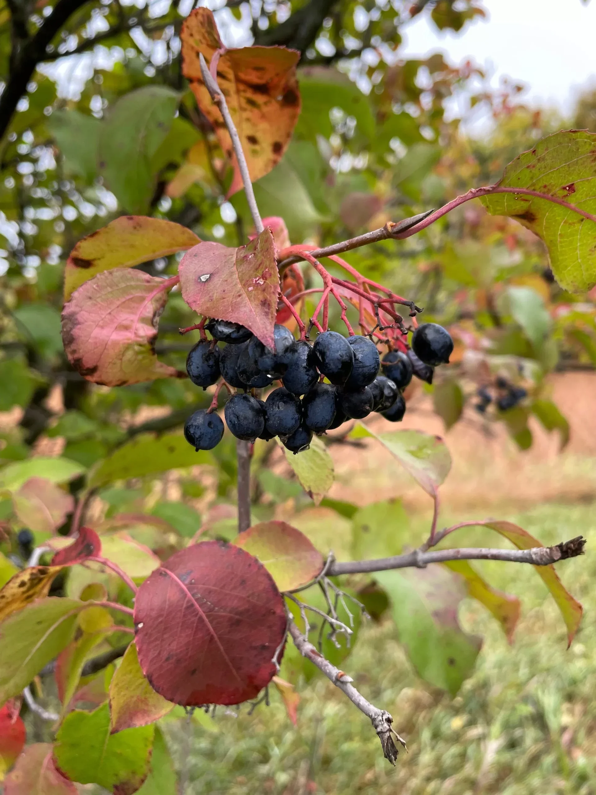 Nannyberry Seeds