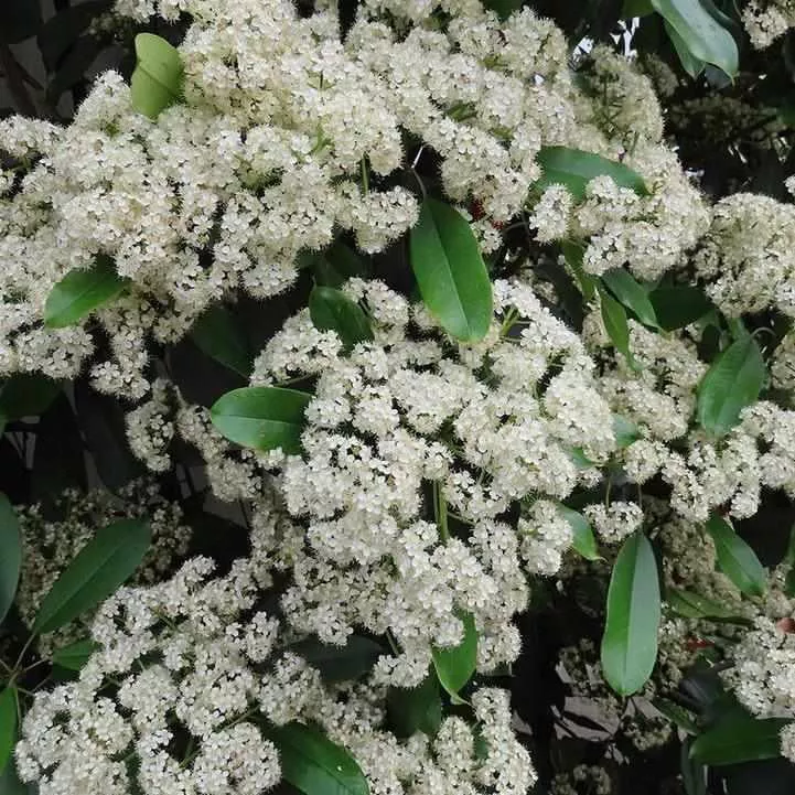Nannyberry Viburnum