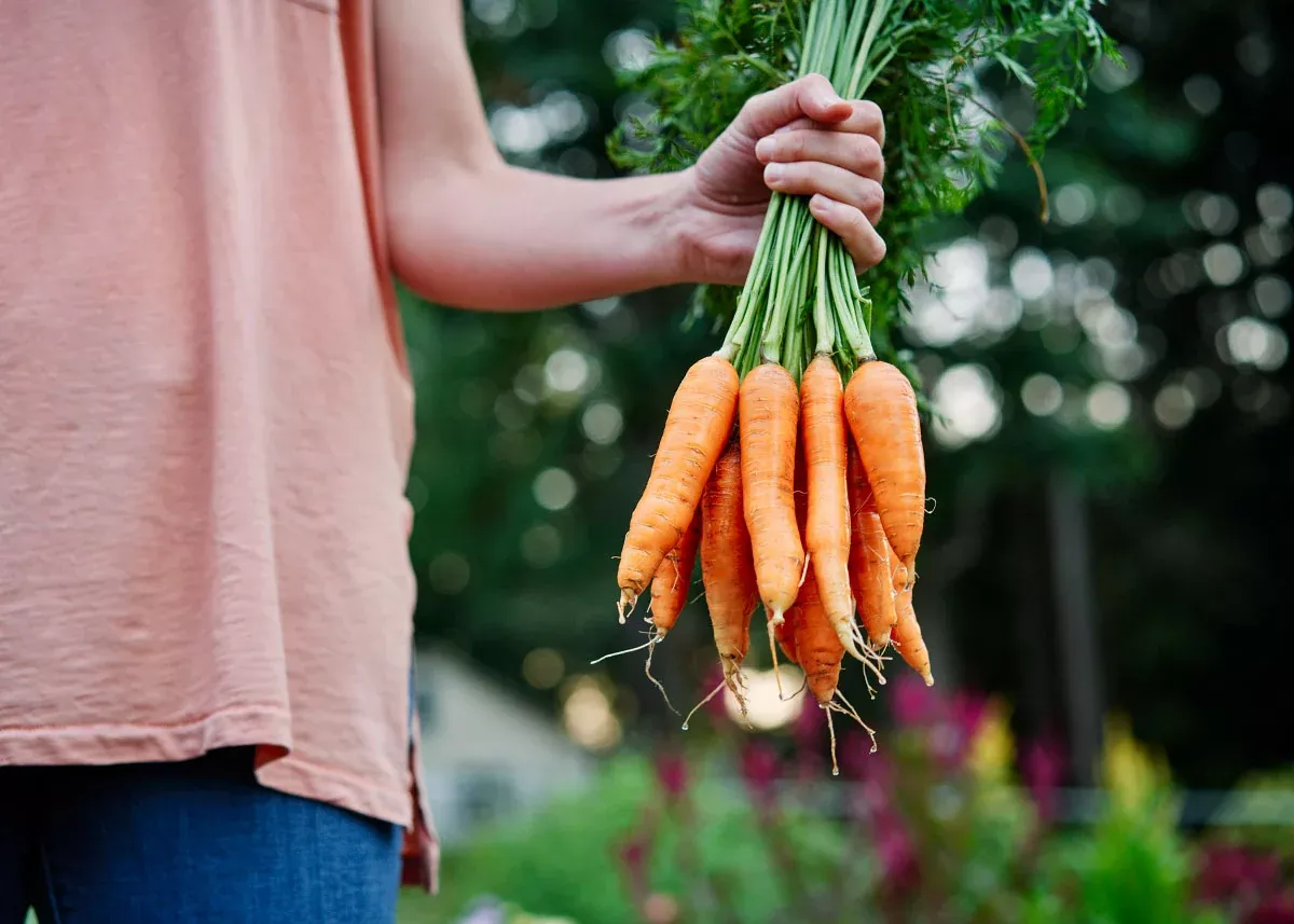 Nantes Scarlet - Organic Carrot Seeds