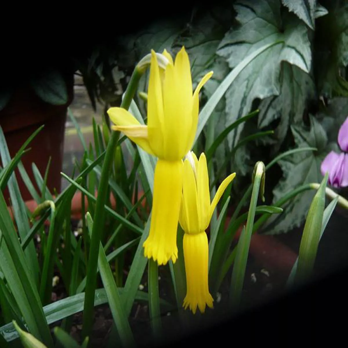 Narcissus cyclamineuscyclamen daffodil