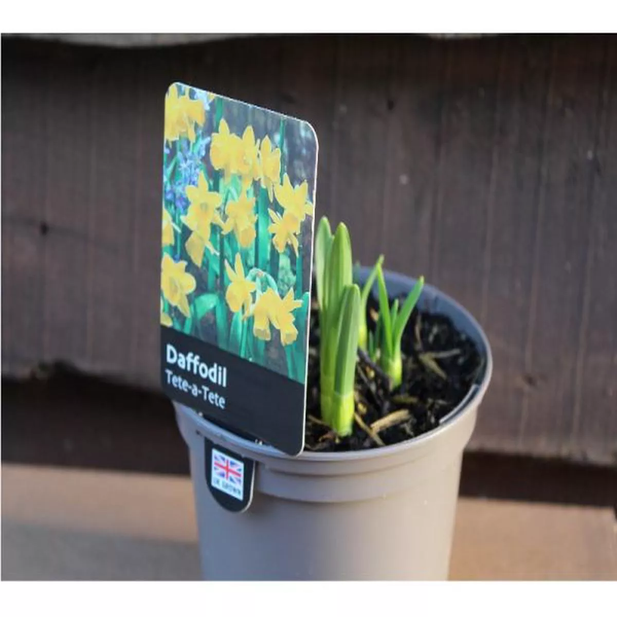 Narcissus hybrid Tete-a-TeteDwarf Daffodil