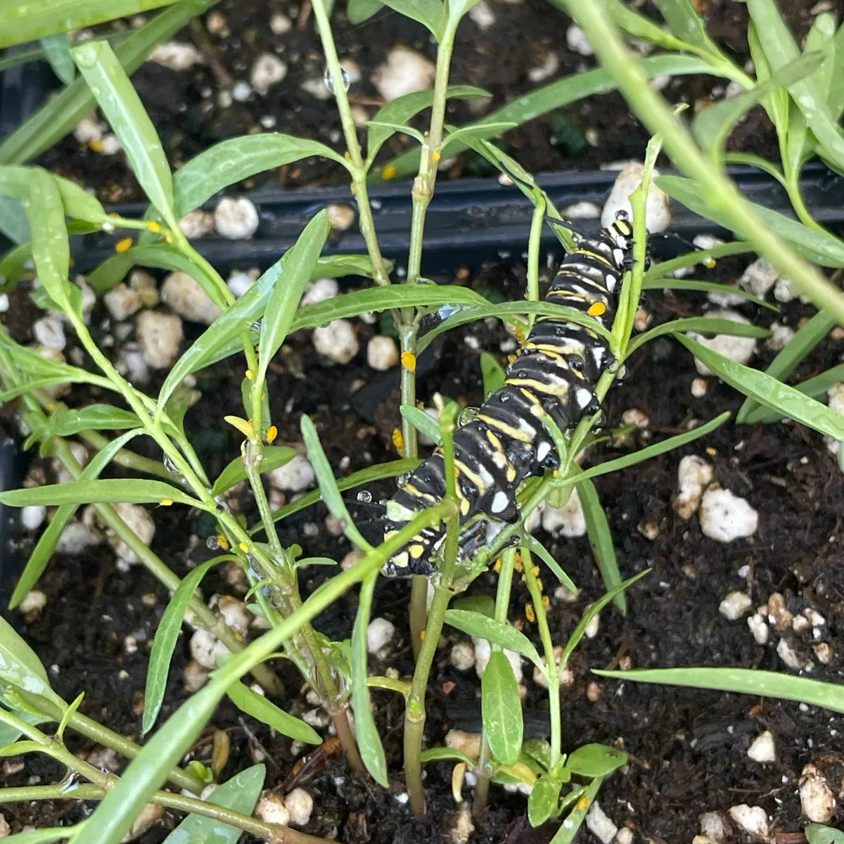 Narrowleaf Milkweed
