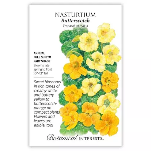 Nasturtium 'Butterscotch'