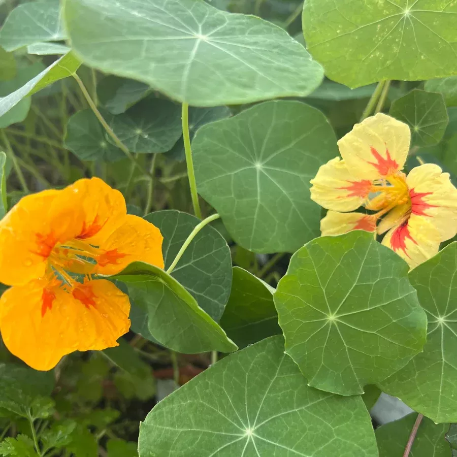 Nasturtium 'Jewel Mix'