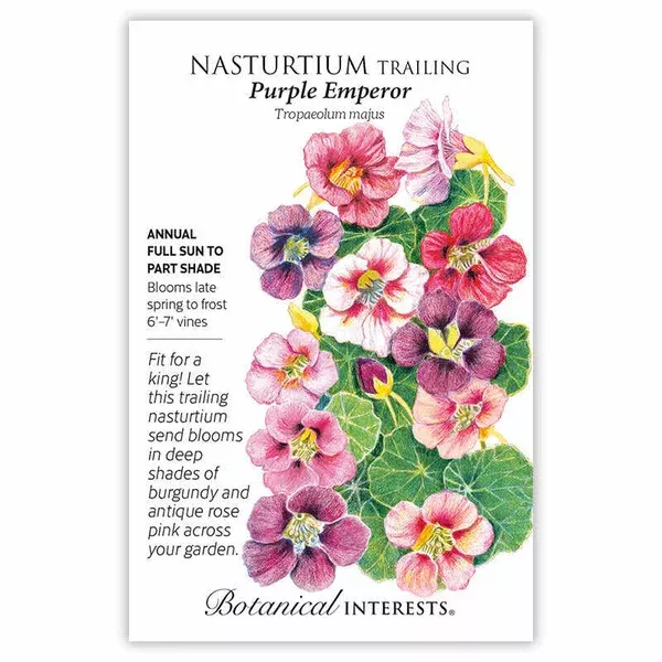 Nasturtium seeds, "Purple Emperor"