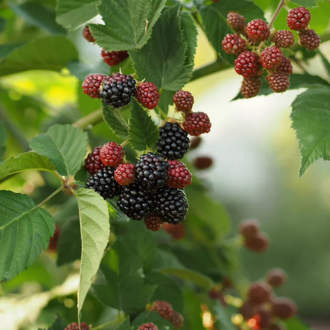 Natchez Blackberry