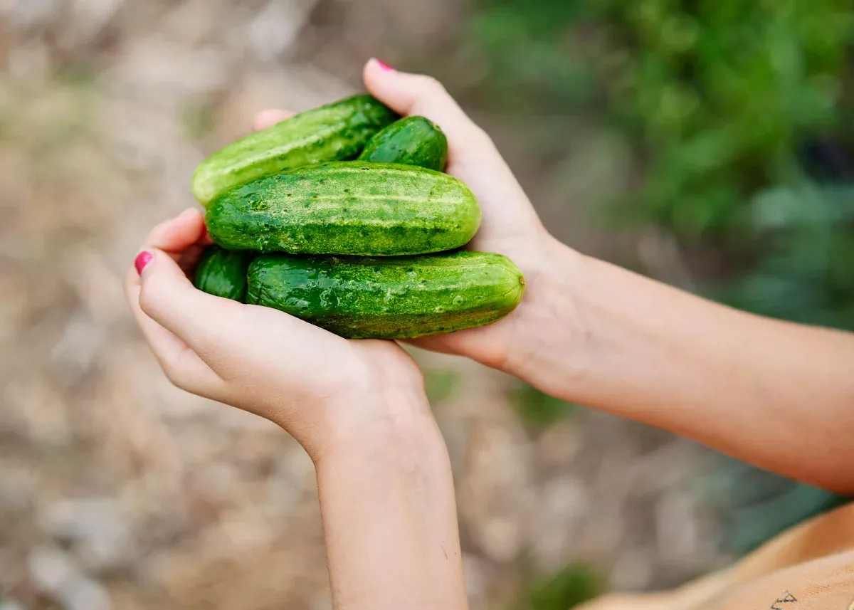 National Pickling - Organic Cucumber Seeds