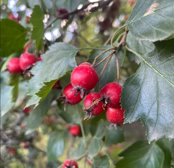 Native Hawthorn Seeds