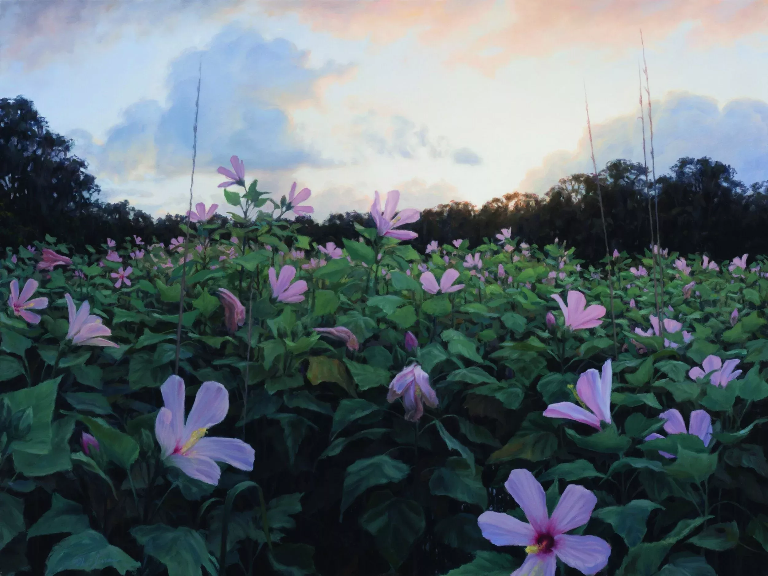 Native Hibiscus Grandiflora Seeds, Giant Rosemallow, Swamp Rosemallow, HI0525