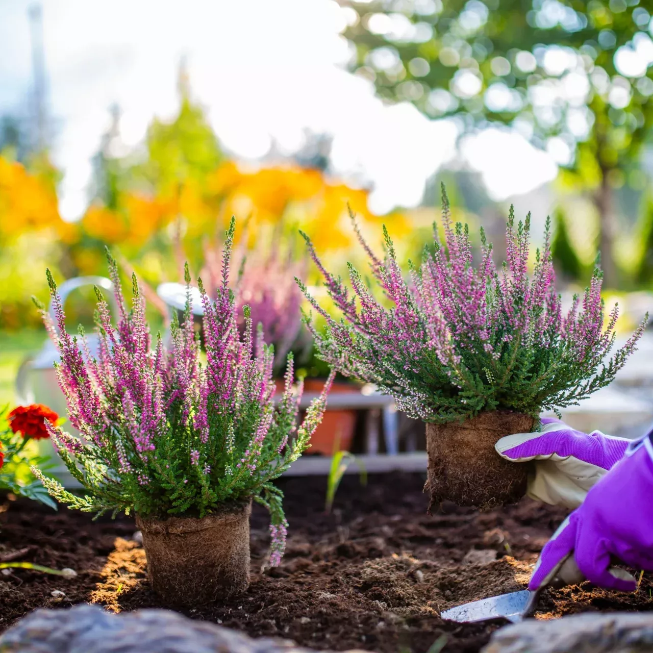 Native Plant Subscription Box - 5 Plants Per Month Perfect For Your Zone
