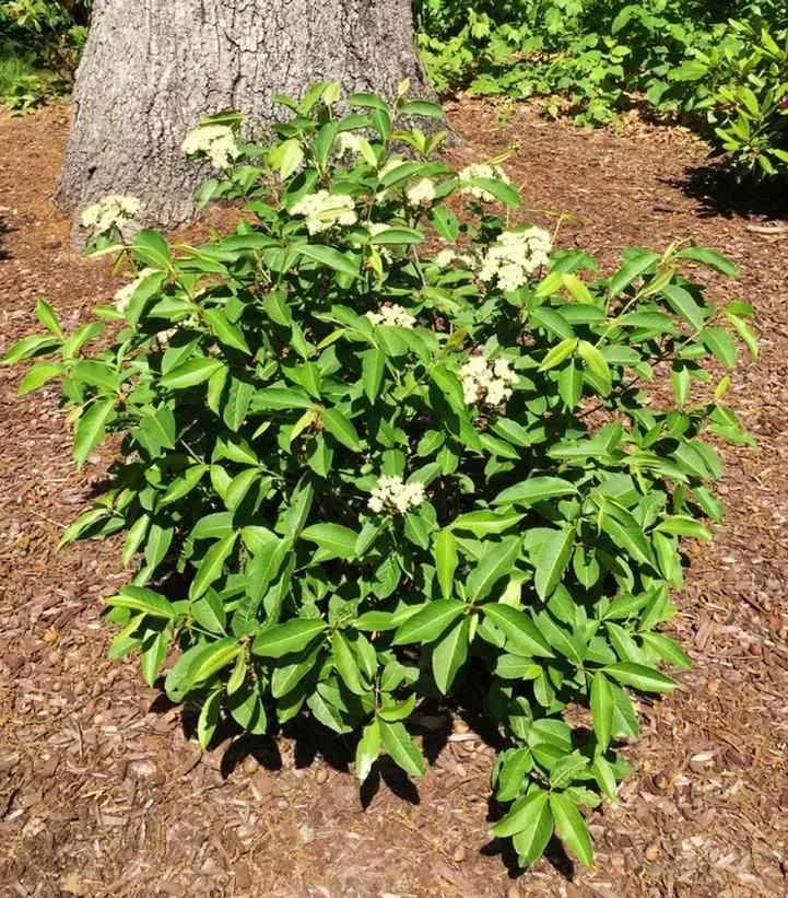 NativeStar Raisinette Viburnum