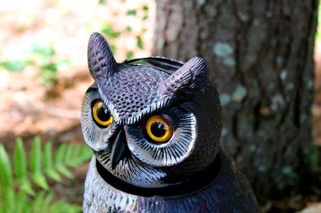 Natural Enemy Scarecrow SOL-R Action Owl™