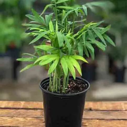 Neanthe Bella Palm - 3.5" Potted Houseplant