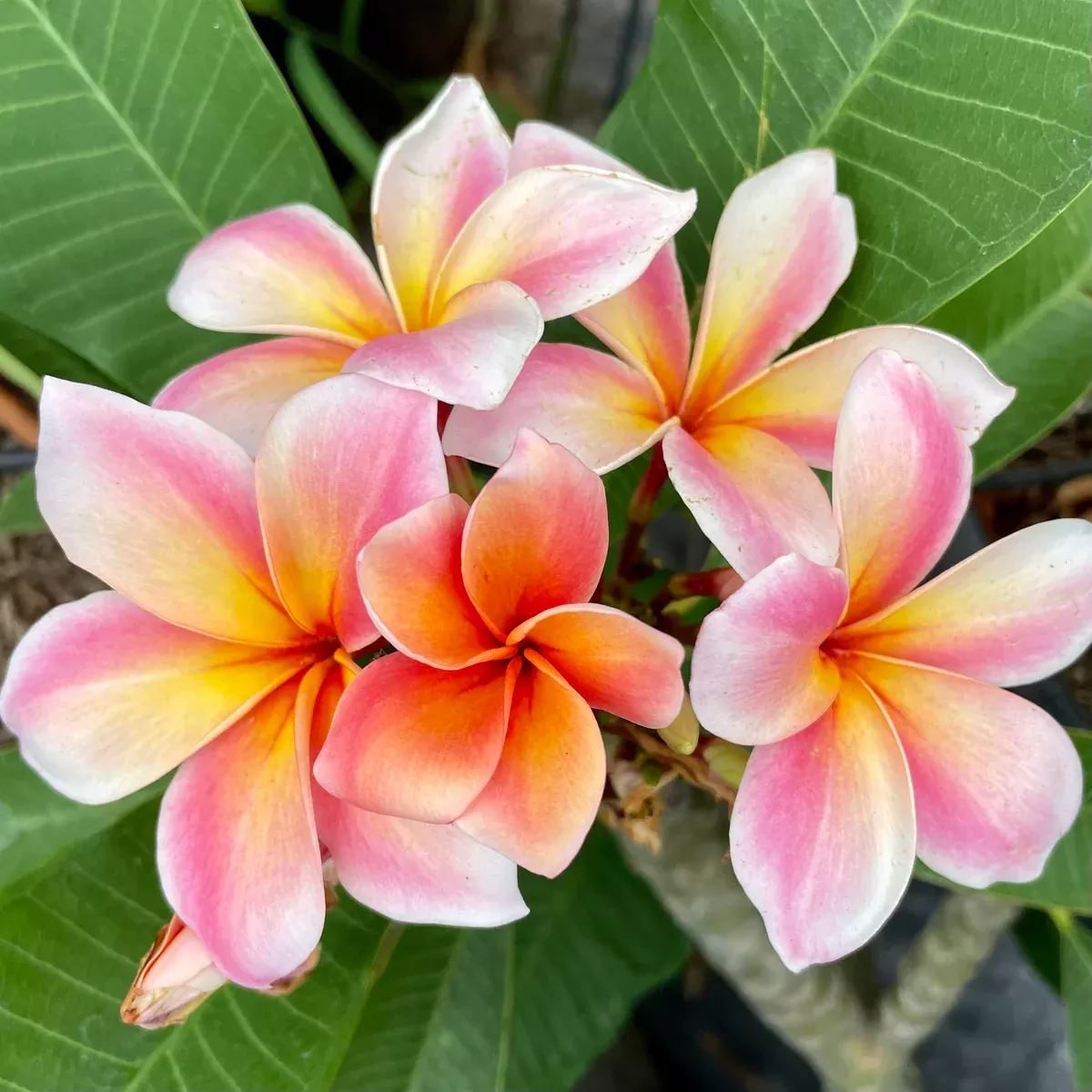 Nebel's Rainbow Plumeria