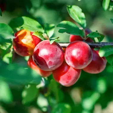Nectarine Tree