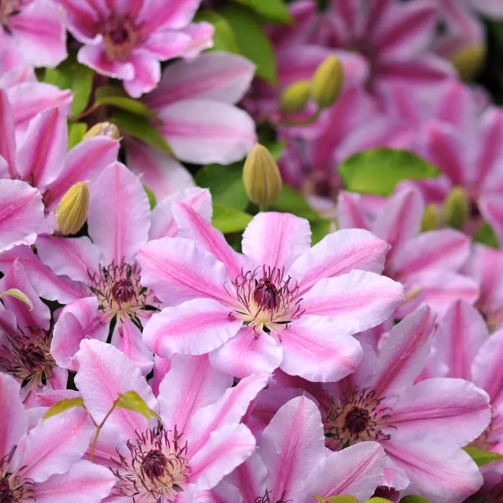 Nelly Moser Clematis Vine