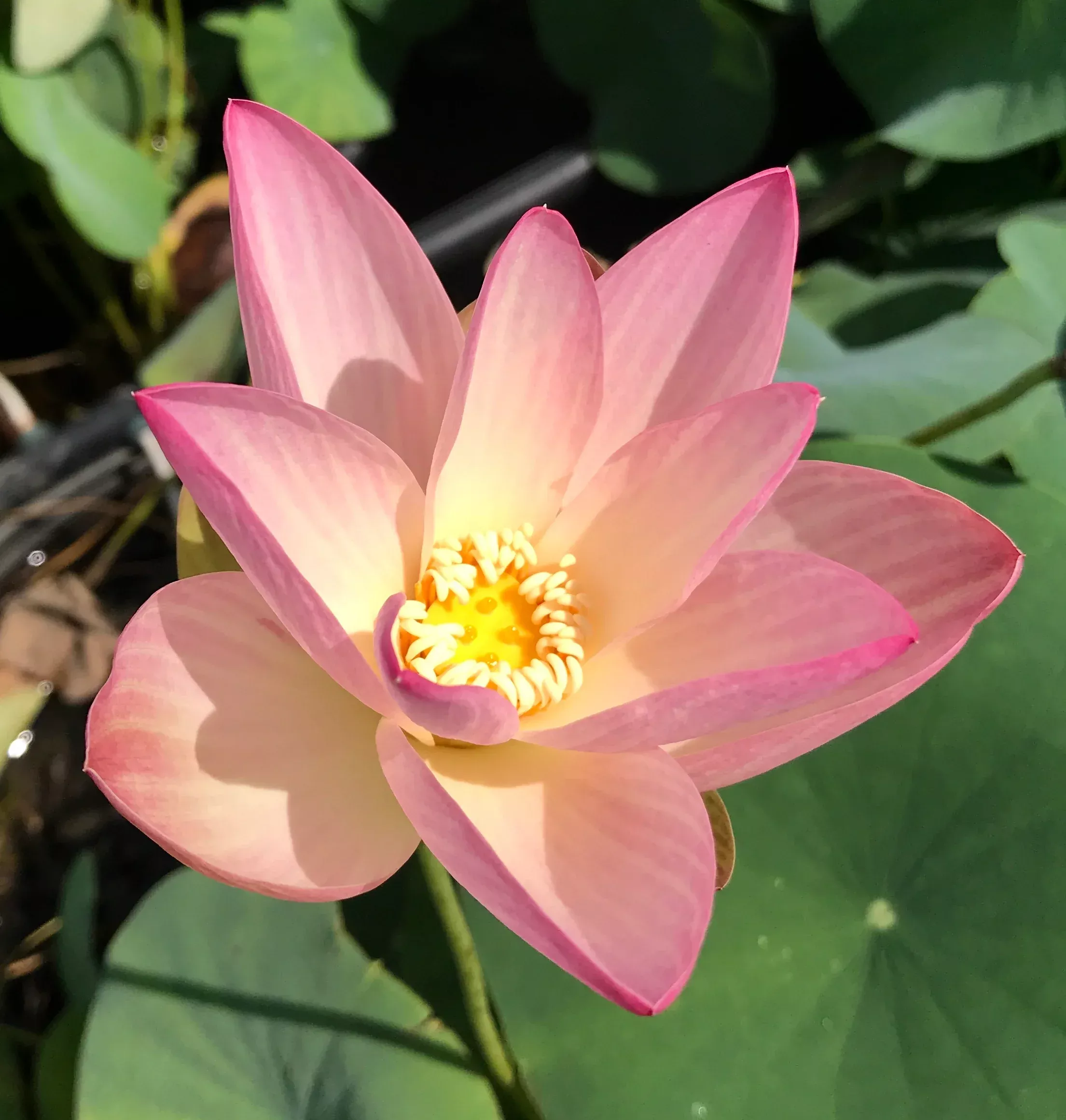 Nelumbo (Lotus)Beautiful Dancer Orange Planter
