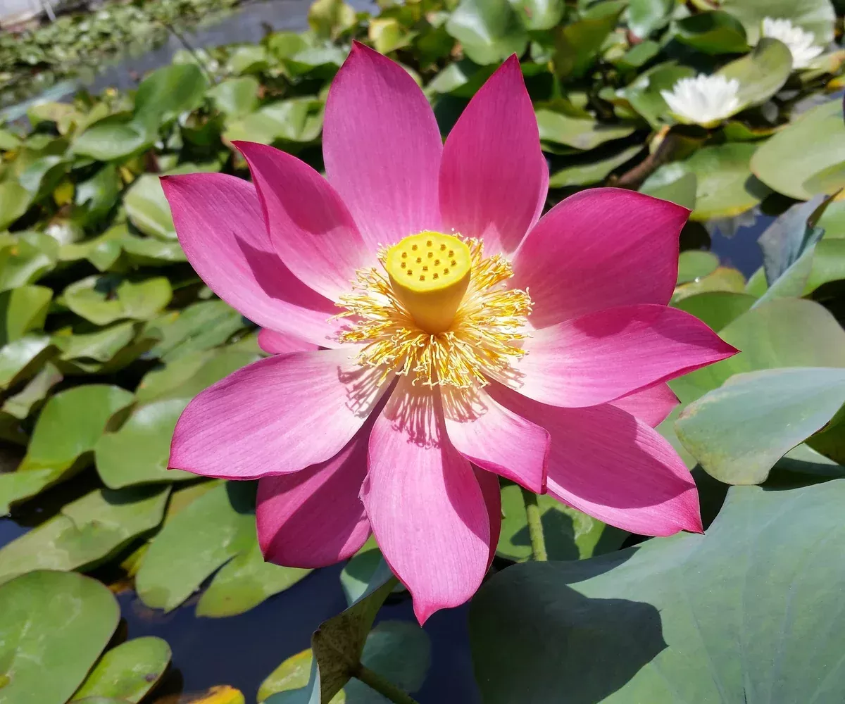 Nelumbo (lotus) Titan