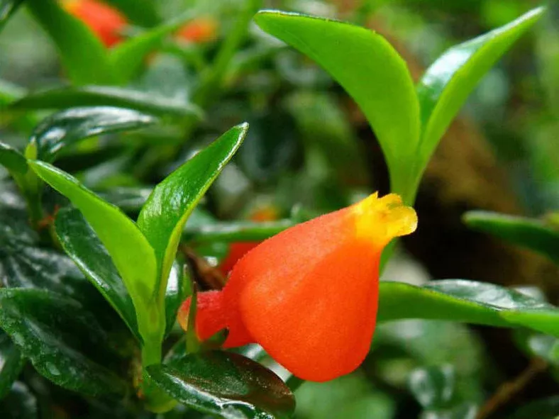 Nematanthus Candy Corn / green and red