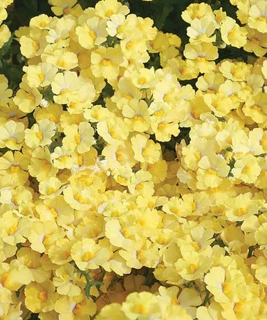 Nemesia hybrid 'Sunsatia Lemon'