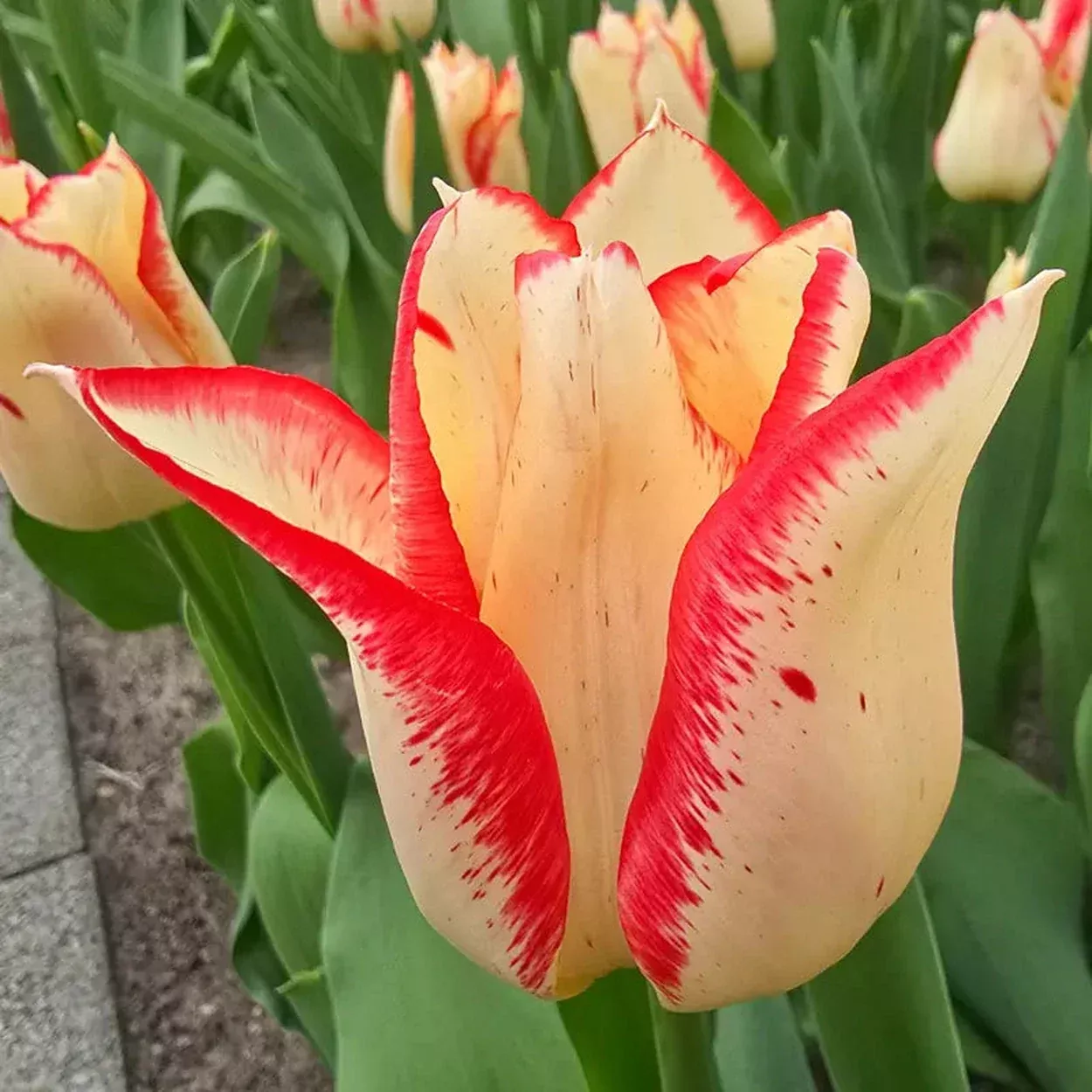 Nemo Tulip