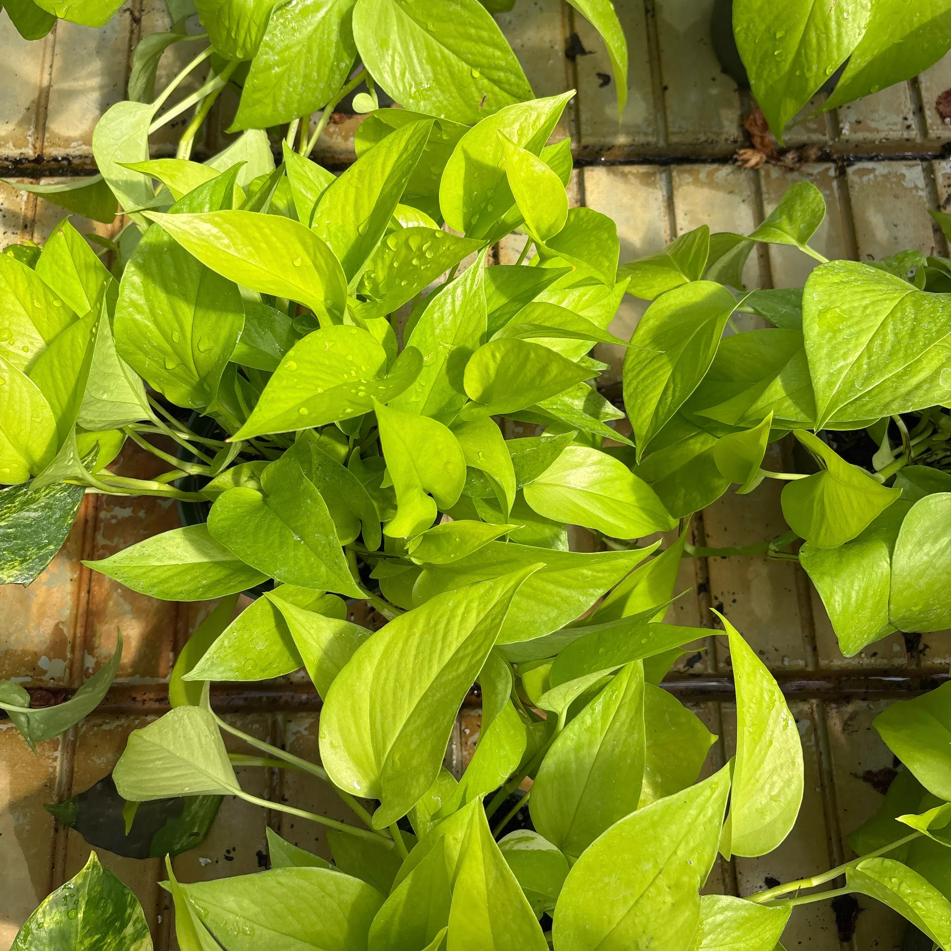 Neon Potted Houseplanthos - Epipremnum aureum - 6" Potted Houseplant