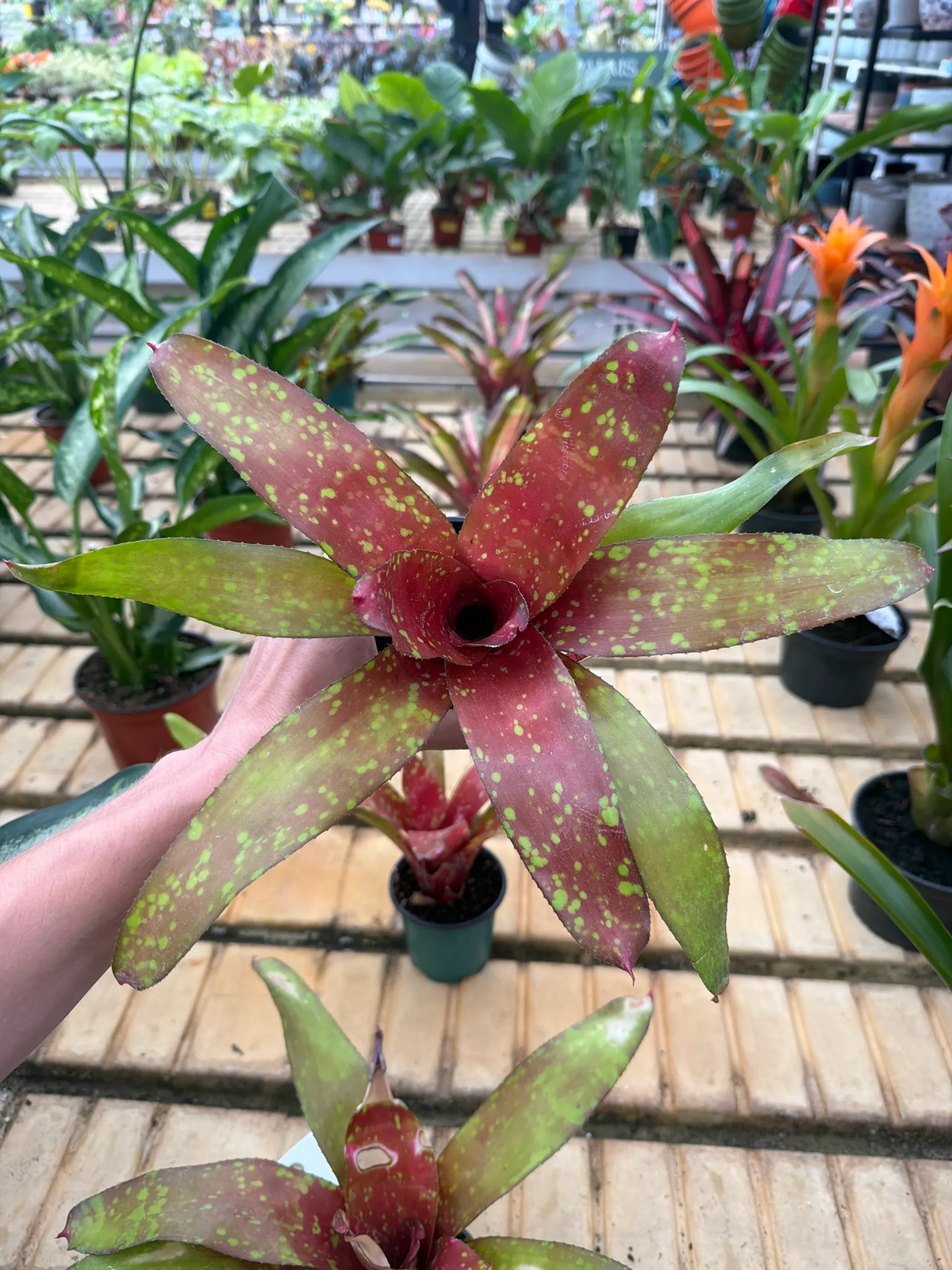 Neoregalia Bromeliads (Assorted Varieties) - 4” Potted Houseplant