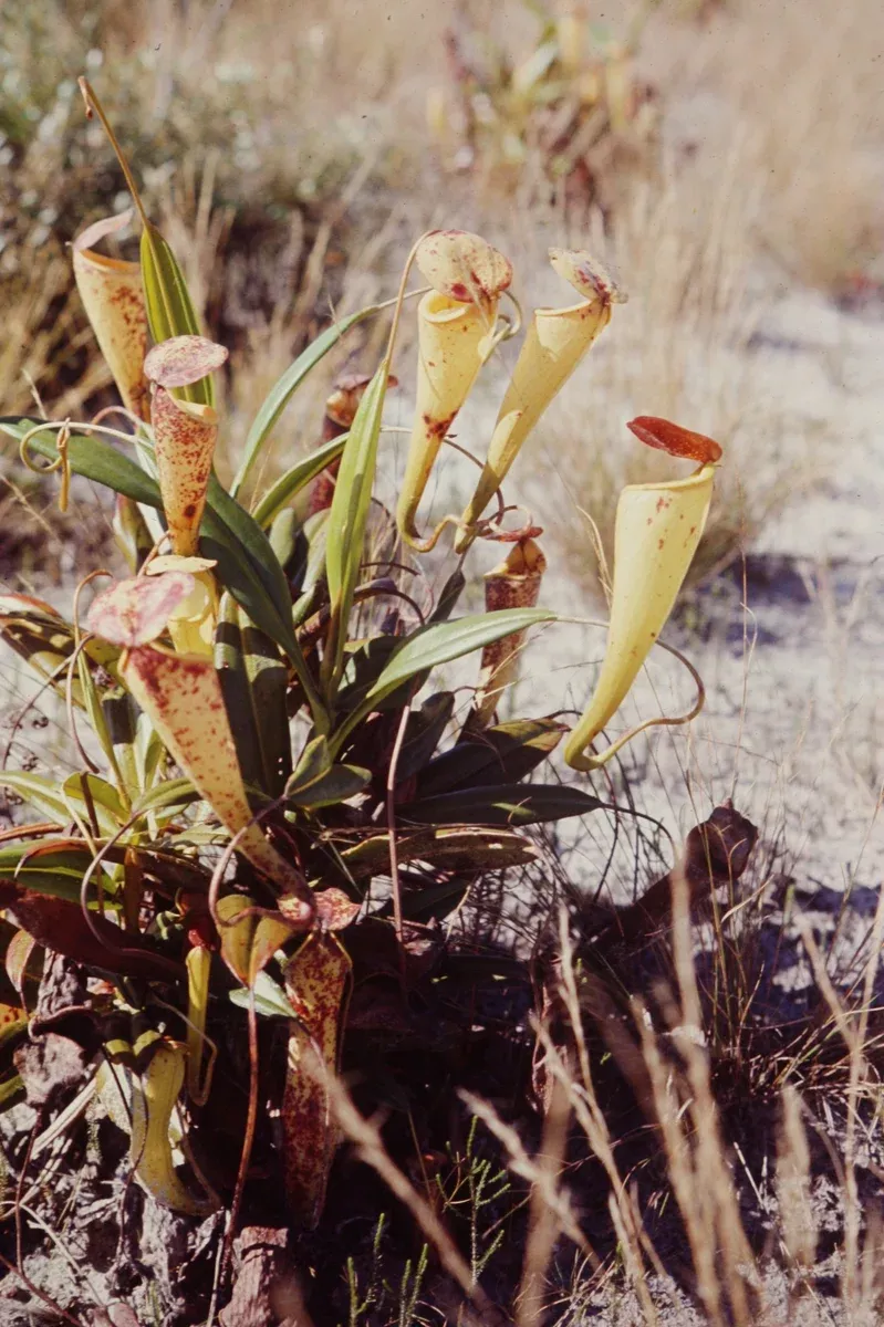 Nepenthes madagascariensis Seeds - Pitcher Plant