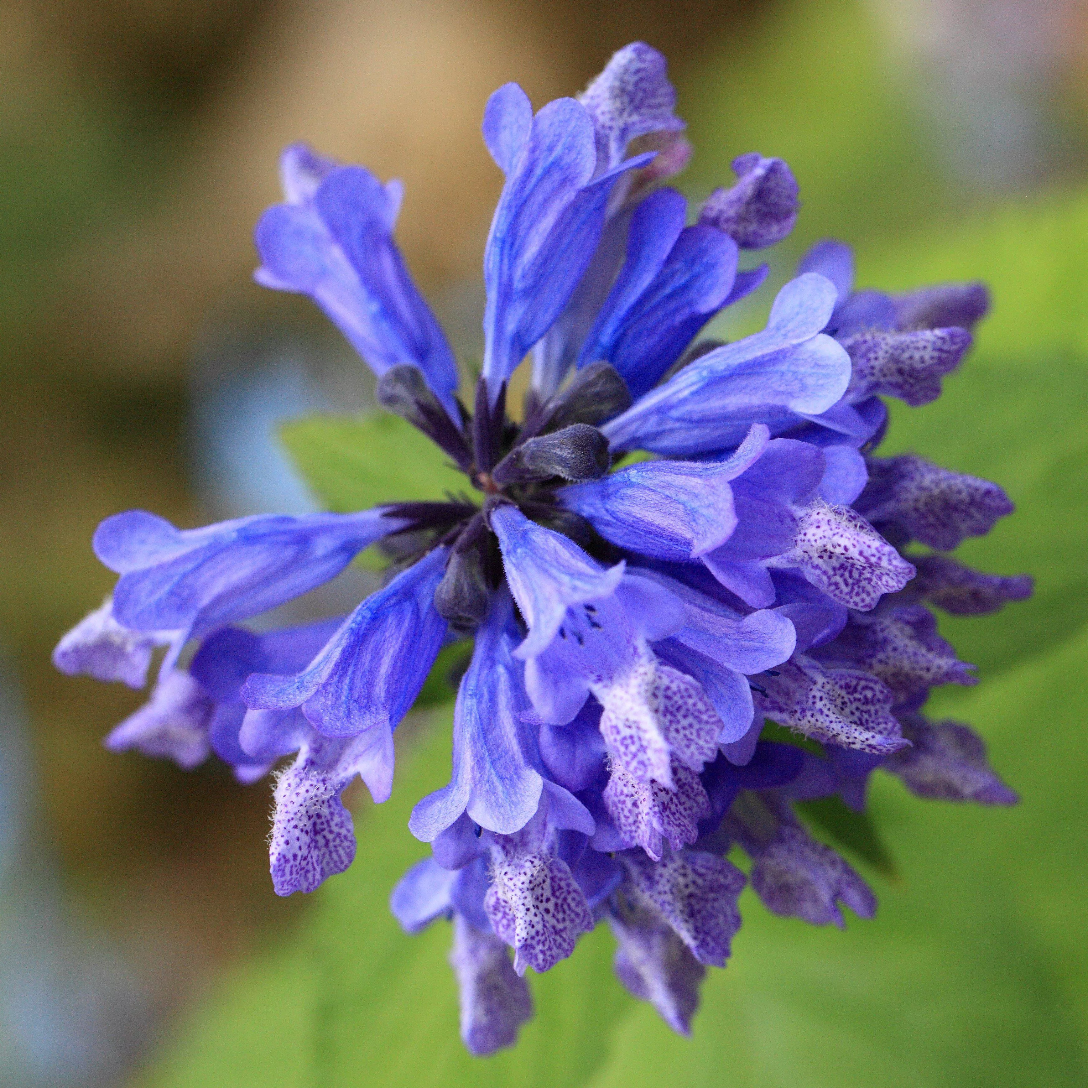 Nepeta 'Balneplud - Blue Prelude Catmint