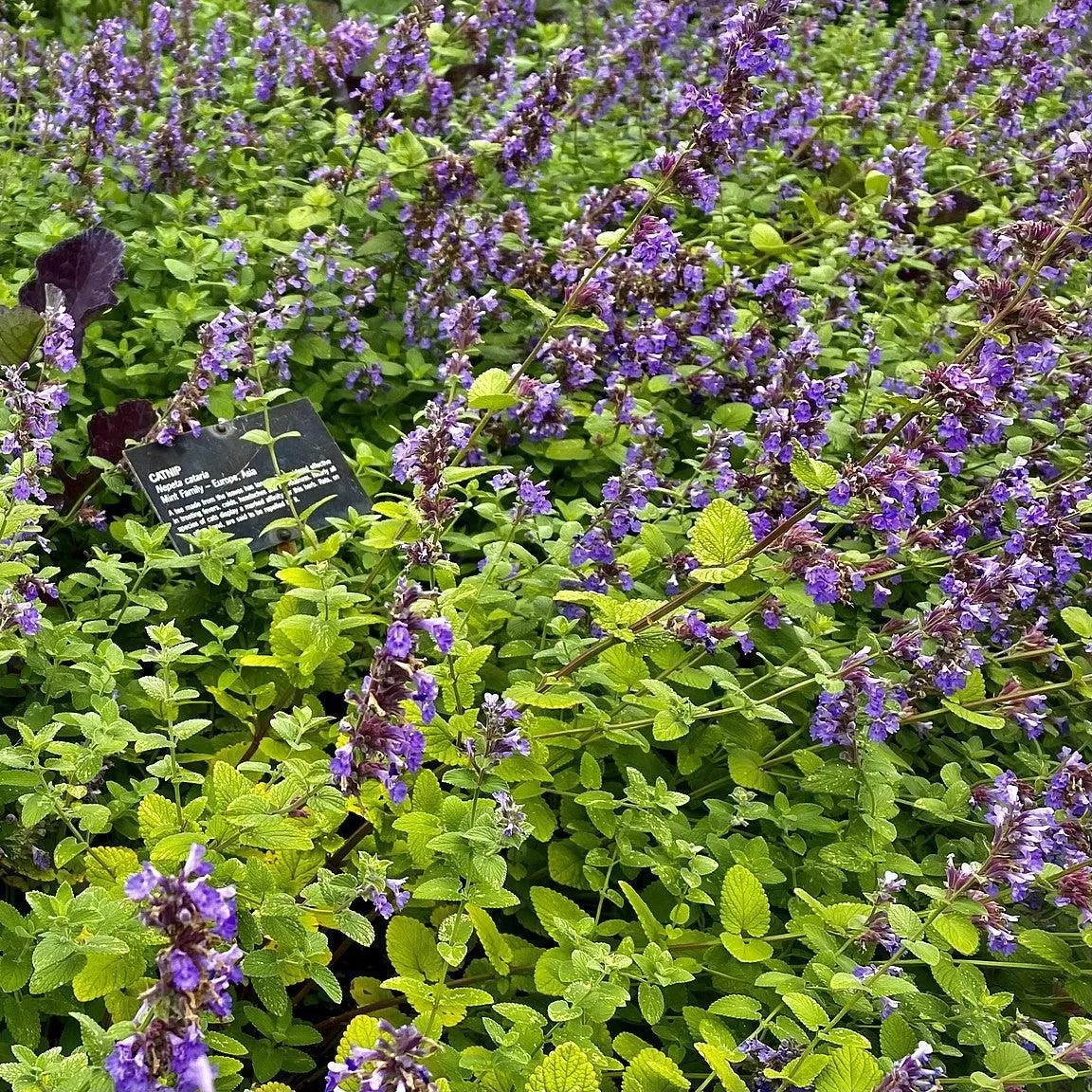 Nepeta cataria- Catnip