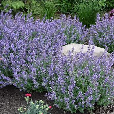 Nepeta Catmint PW 1 Gallon