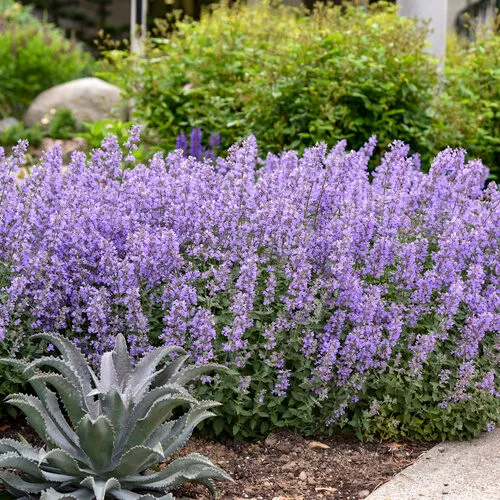 Nepeta faassenii 'Cat's Meow' / Catmint
