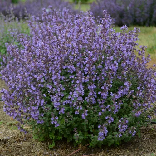 Nepeta faassenii 'Kitten Around' / Catmint