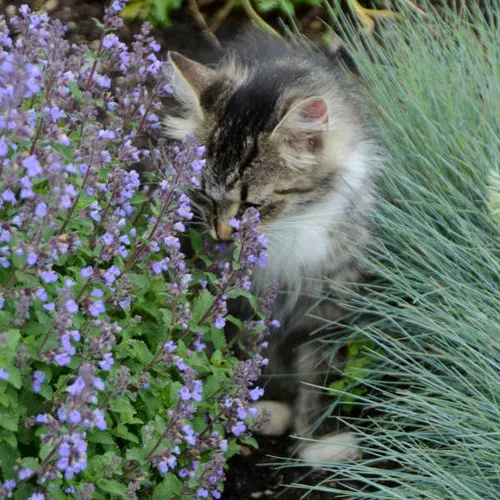 Nepeta faassenii 'Purrsian Blue' / Catmint