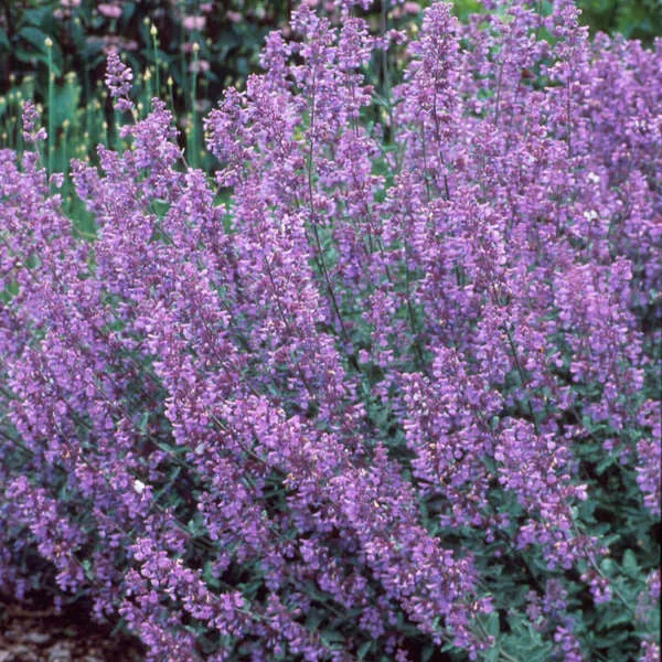 Nepeta faassenii 'Walker's Low'